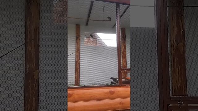 Уличный вольер 02.11.2015 смотреть онлайн