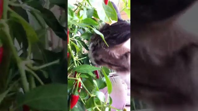 Кошка ест острый перец смотреть онлайн