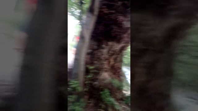 Серебряный Источник, Колодезная вода, возле минеральной. Кисловодск, возле замка коварства