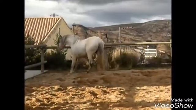 Красивый Андалуз с шикарной гривой и хвостом! смотреть онлайн