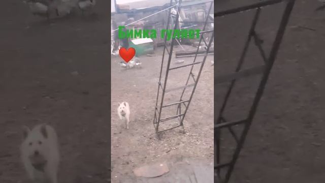 Бимка скучает по нам, мы долго не гуляли с ним 🥺