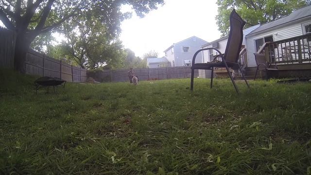 Toby Brutus: Our Golden Retriever Puppy смотреть онлайн