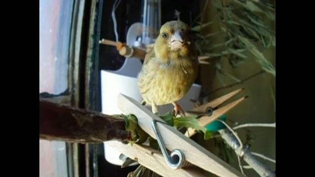 Raising a rescued wild bird: European serin (finch family) смотреть онлайн