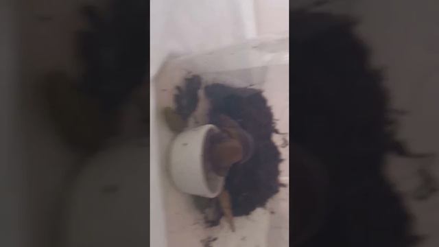 Улитка Ахатина смотреть онлайн