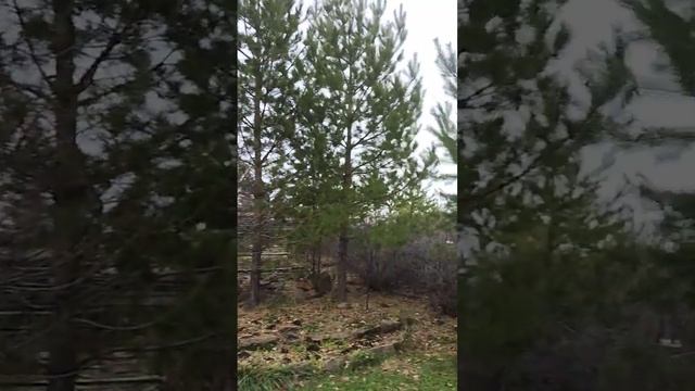 Абба под гармошку (Котька). Под видео ссылка на статью про деревья и гармошки))). смотреть онлайн