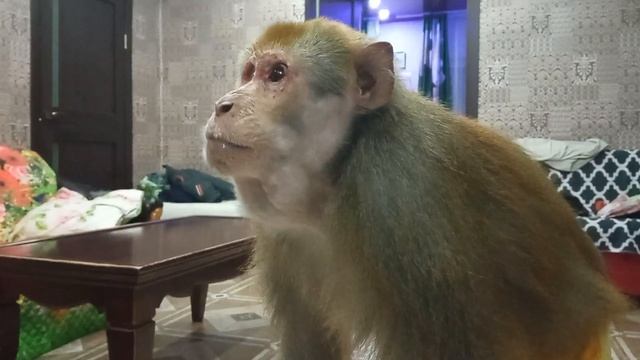 Гоша ужинает горохом смотреть онлайн