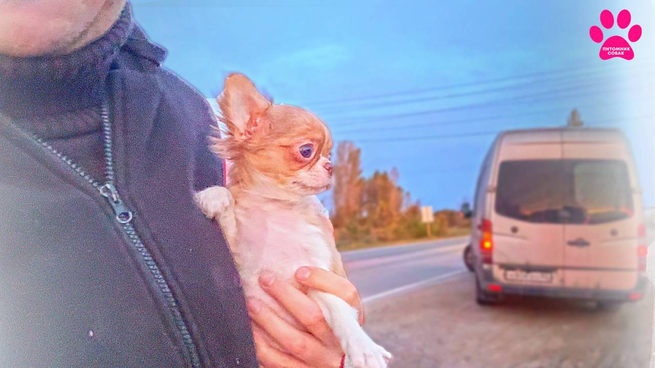 Получили новую собаку! Кличка уже в комплекте! Яна пошла к хендлеру! Зачем? смотреть онлайн