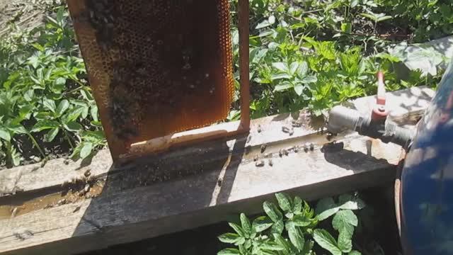 Как привлеч пчёл к поилке смотреть онлайн