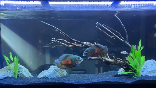Aquarium 450L Oscar (Astronotus Ocellatus) смотреть онлайн