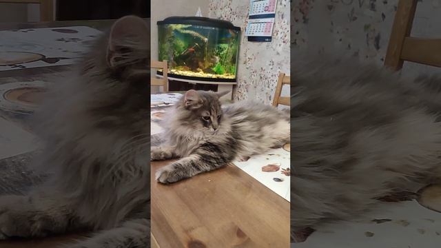 Норвежский лесной котенок Император Imperator On Fashion Peak, 4,5 месяца, fashionpeak.ru смотреть онлайн