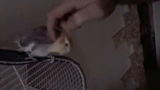 стëпа попугайчик смотреть онлайн