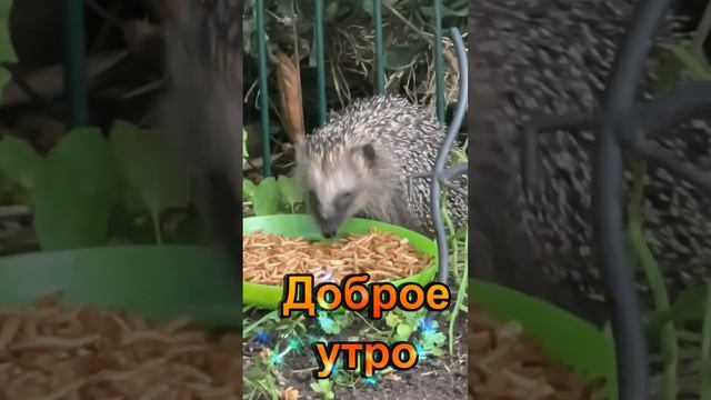 С ДОБРЫМ УТРОМ смотреть онлайн
