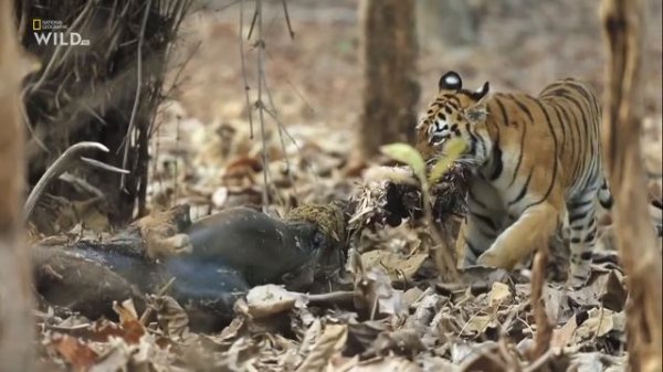 Nat Geo Wild - Тигриная королева Тару