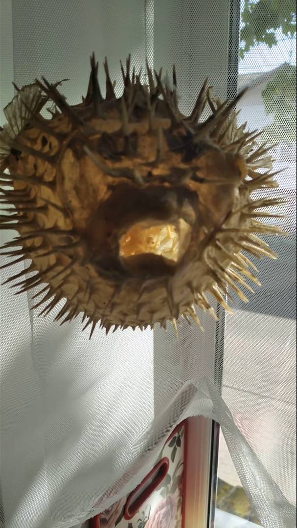 Чудо- юдо рыбка еж.