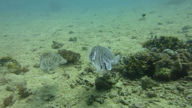 Seiches, Sepia pharaonis, mer Rouge, Arabie Saoudite, Al Birk, 2014 04 11, 15 m смотреть онлайн