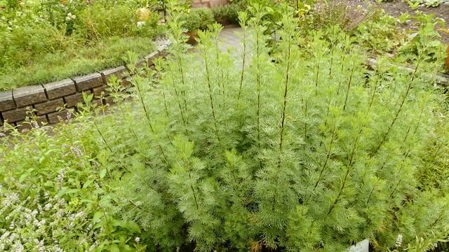Artemisia Abrotanum