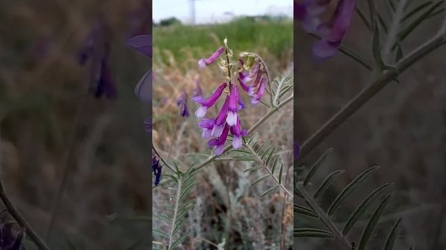 Beautiful interesting purple flower Красивый интересный фиолетовый цветок 美丽有趣的紫色花 美しい興味深い紫色の花 아름다운 смотреть онлайн