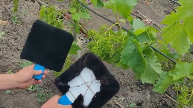 Цветение винограда. Поможем нашему винограднику хорошо опылиться.