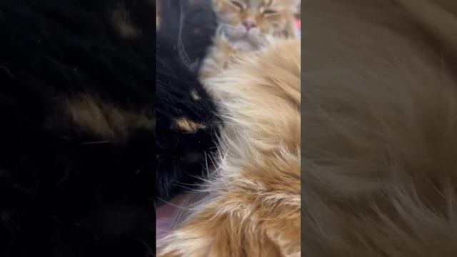 Stella nursing from Star (Mother) смотреть онлайн