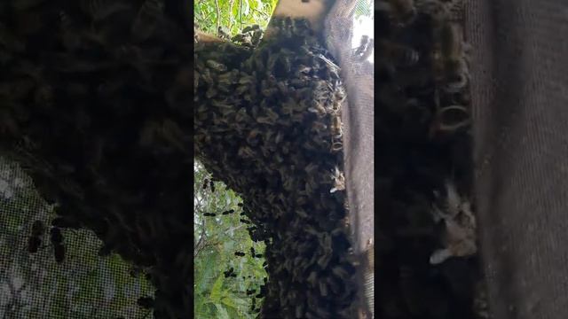 роевня как она работает