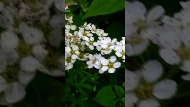 Спирея (невеста). Дмитрий Шлапак смотреть онлайн