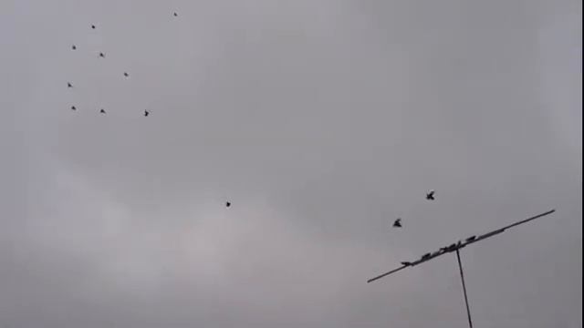 Голуби Славы Зимовники смотреть онлайн