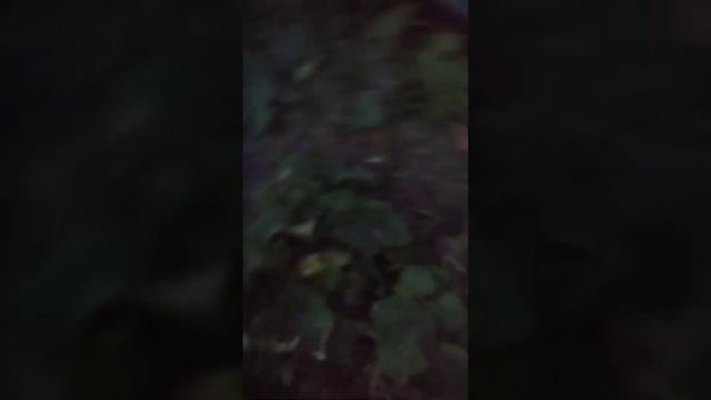 жрем шашлыки и рвем лапухи буран тоже поел шашлыка))) смотреть онлайн