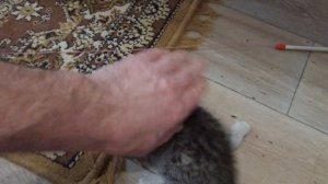 Что делать с котенком  с синдромом пловца .