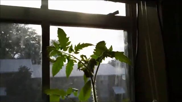 Windowsill Garden - The Best Food is What You Grow or Hunt Yourself смотреть онлайн