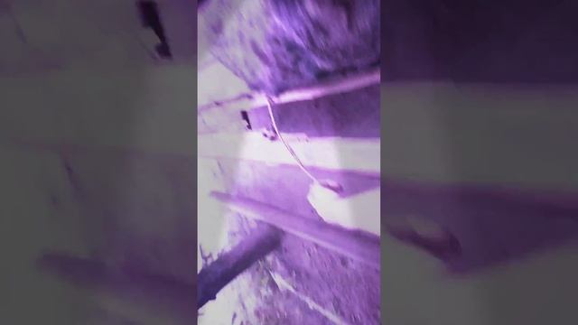 Я люблю собак