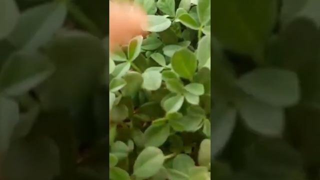 Growing fenugreek/methi without soil #shorts #gardening #fenugreek #methi смотреть онлайн