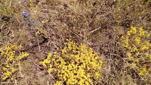 Rozchodnik ostry - prezentacja zioła смотреть онлайн