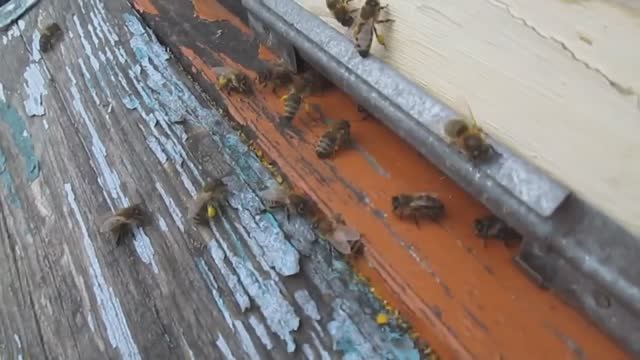 Первая пыльца смотреть онлайн