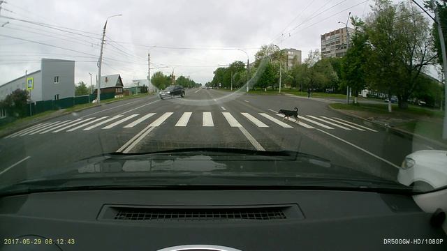 Собака переходит дорогу. смотреть онлайн