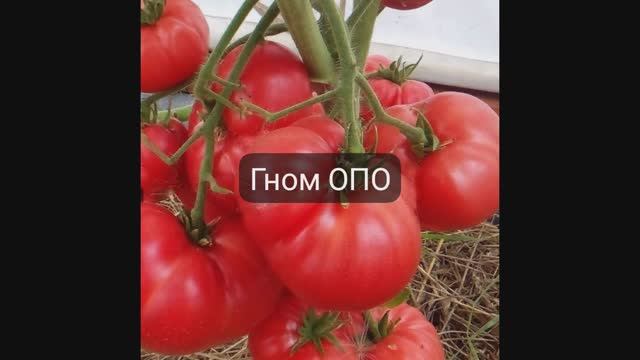 ТОМАТЫ ГОНОМЫ