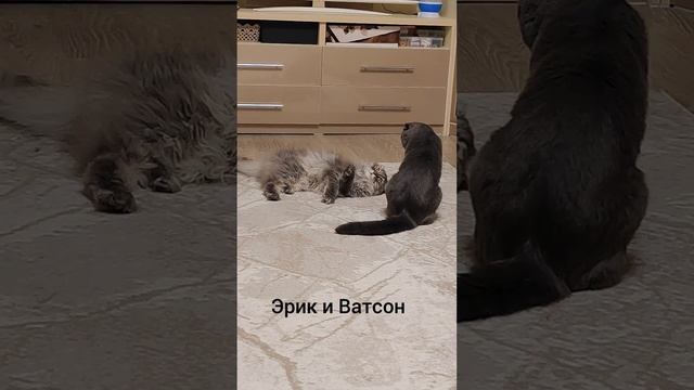 Эрик и Ватсон. Почему Эрик лежит на спине? Уверен в себе или в Ватсоне? смотреть онлайн