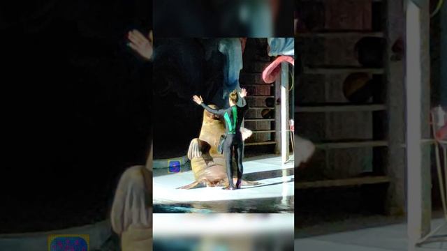 Крутой морж танцует танго 😍😜🎼🎶🎵