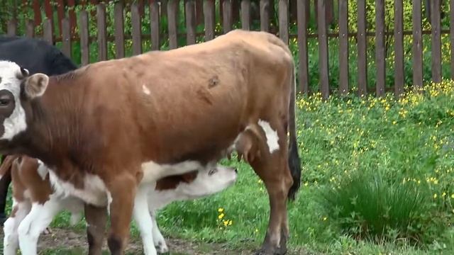 Очаровашки - Телята сосут молоко смотреть онлайн