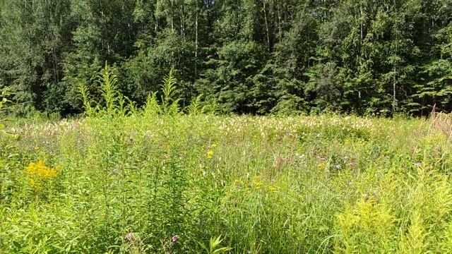 Просека с ЛЭП в Лосином Острове/лето