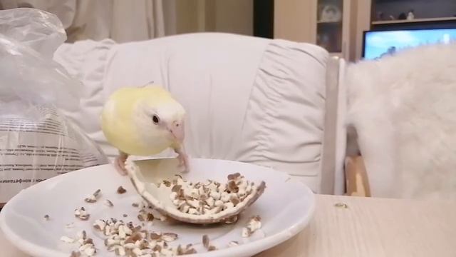 The Parrot and Kinder Surprise смотреть онлайн