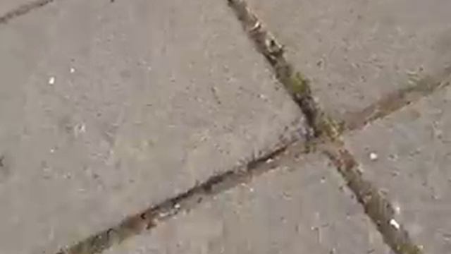 С Рональдом на Советской площади в День Города смотреть онлайн