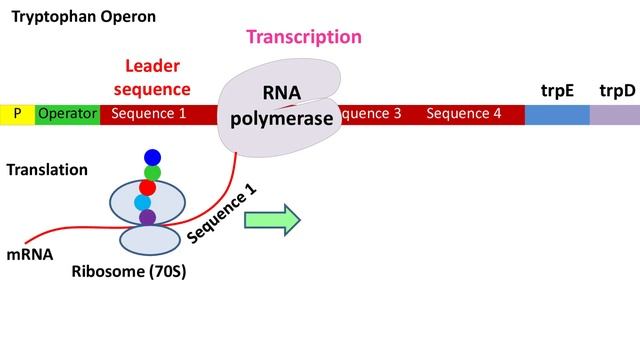 Tryptophan operon смотреть онлайн