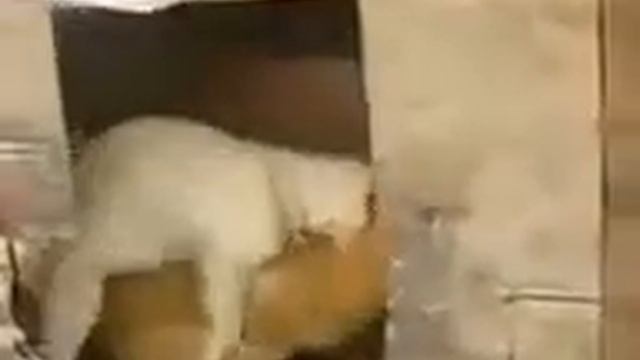 Спаривание) смотреть онлайн