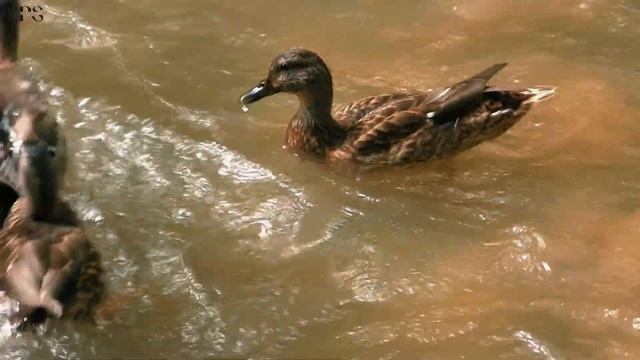 Мы внутри мира, мир внутри нас. Созерцай смотреть онлайн