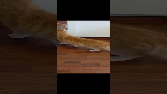 пять способов как воспитать кота.mp4 смотреть онлайн