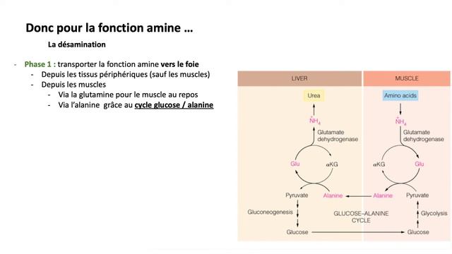 Le Catabolisme Des Protides   Version 2019