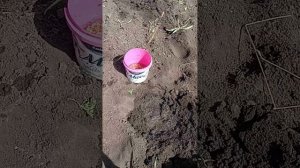 Как и когда сажать сахарную и обычную кукурузу в грунт.