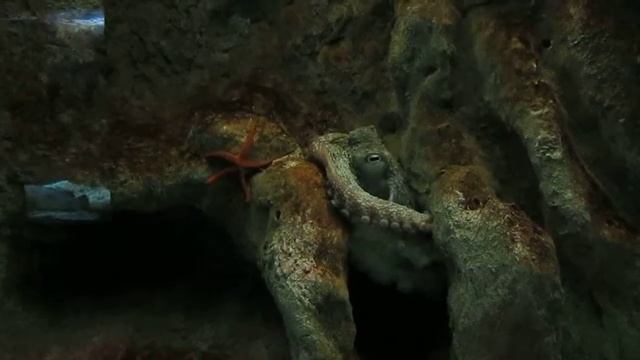 Критский океанариум 83 (осьминог) смотреть онлайн