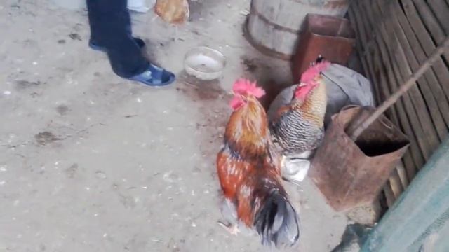 И снова в Болгарию. 7 ноября 2017. смотреть онлайн