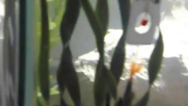 Freshwater 40 Gallon Breeder Aquarium смотреть онлайн